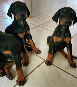 Registered Doberman (Purebred) puppies for Sale. Serious inquiries only.
